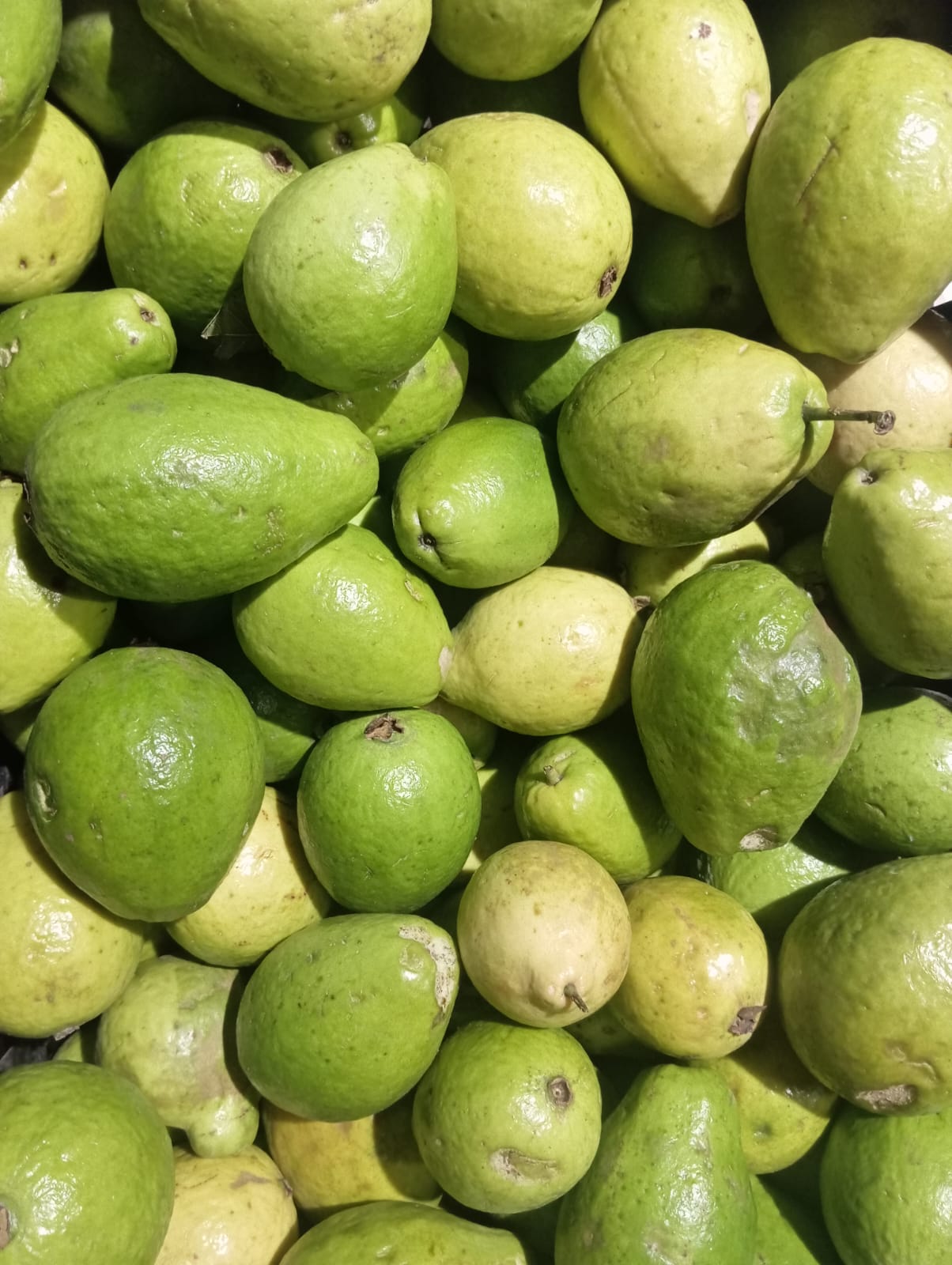 GUAYABA PERA